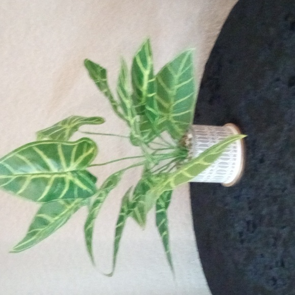 Green Elephant Ear /African Mask Plant in Decorative Pot - Picture 3 of 5